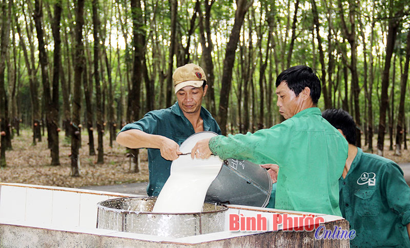 Mủ cao su là sản phẩm chủ lực của tỉnh nhưng hiện mới chủ yếu xuất thô. Ảnh: Công nhân Nông trường Tân Lợi (Công ty cổ phần cao su Đồng Phú) giao nộp mủ cao su