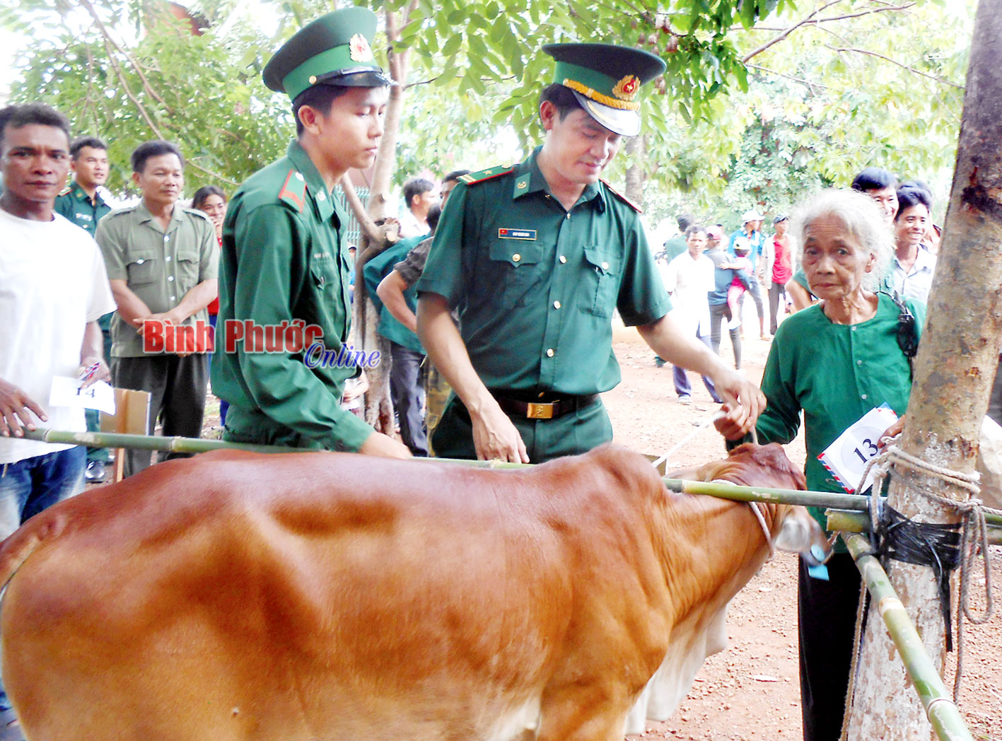 Bộ đội biên phòng tỉnh tặng bò sinh sản cho hộ nghèo DTTS địa bàn Lộc Ninh 