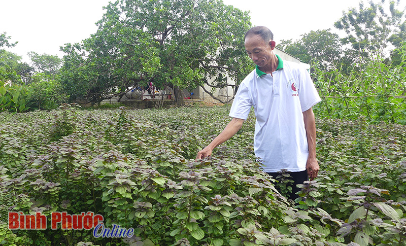 Ông Trần Xuân Vỹ trong vườn rau tía tô cho hiệu quả kinh tế khá cao