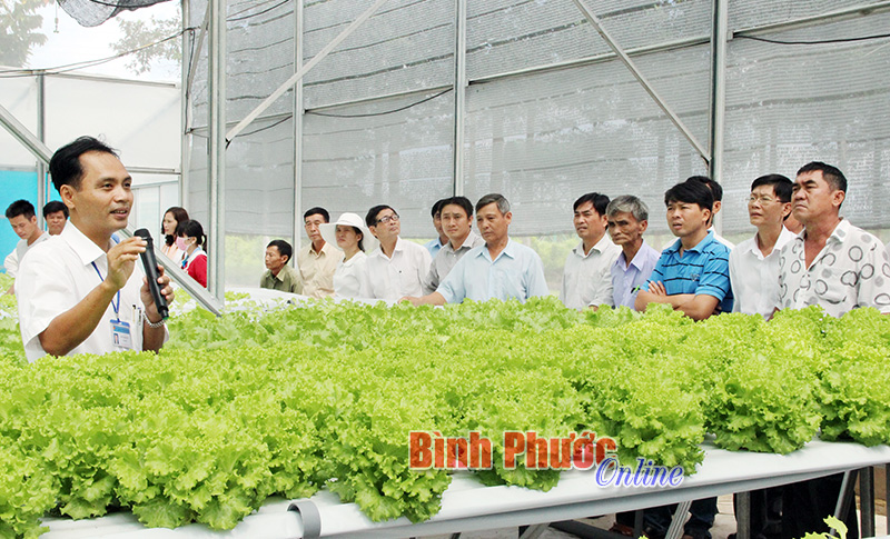 Các học viên tham quan mô hình trồng rau theo phương pháp thủy canh của gia đình anh Hoàng Phú Hội tại Trung tâm Nông nghiệp công nghệ cao