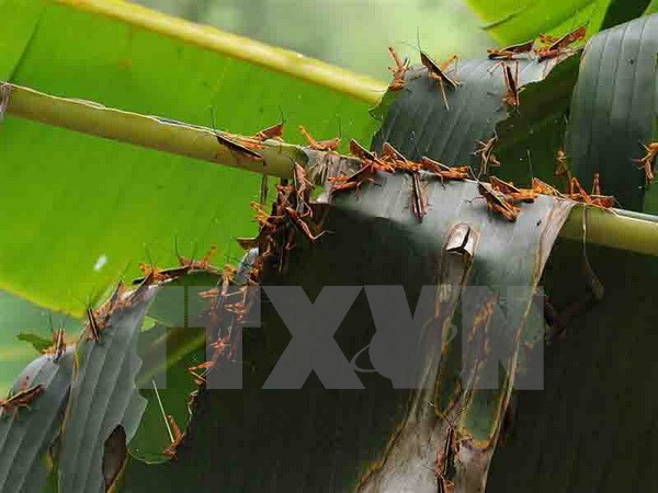 Châu chấu phủ kín, ăn trụi 9.000 ha khu vực biên giới Mường Lạn