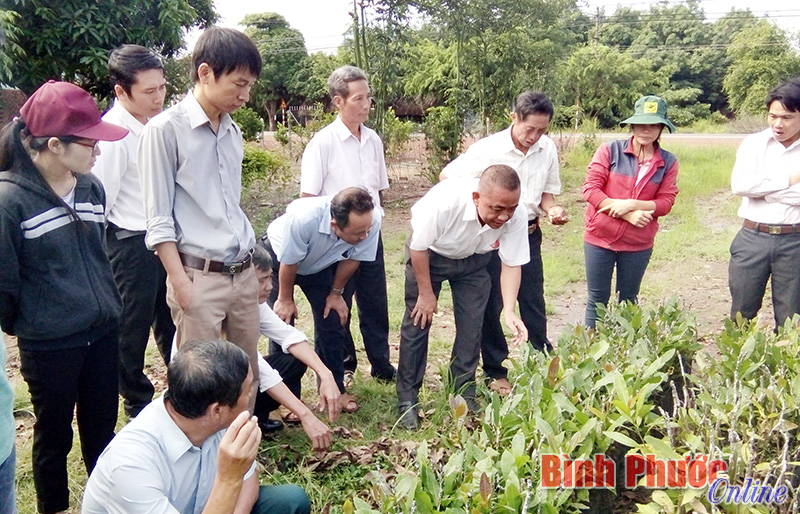 Vì sự phát triển cây điều bền vững