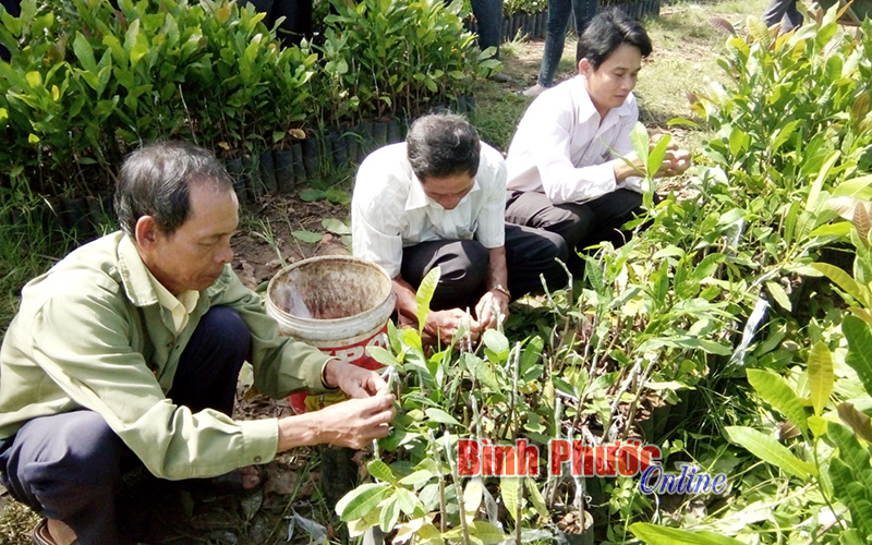 Cán bộ các trạm khuyến nông và cộng tác viên được kỹ sư nông nghiệp hướng dẫn kỹ thuật ghép điều, kịp thời giúp dân cải tạo vườn điều theo đúng quy trình