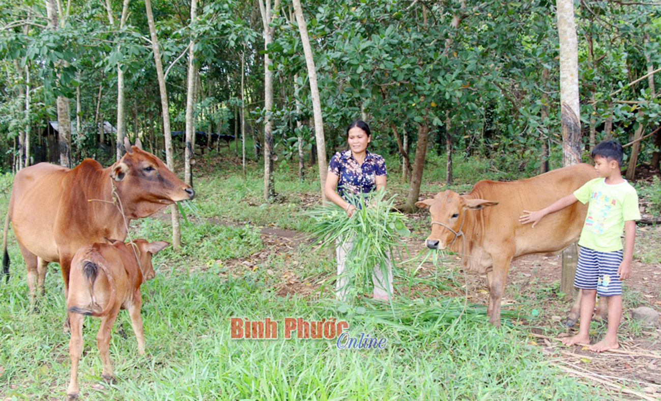 Gia đình chị Thị Sré thoát nghèo nhờ được hỗ trợ bò sinh sản