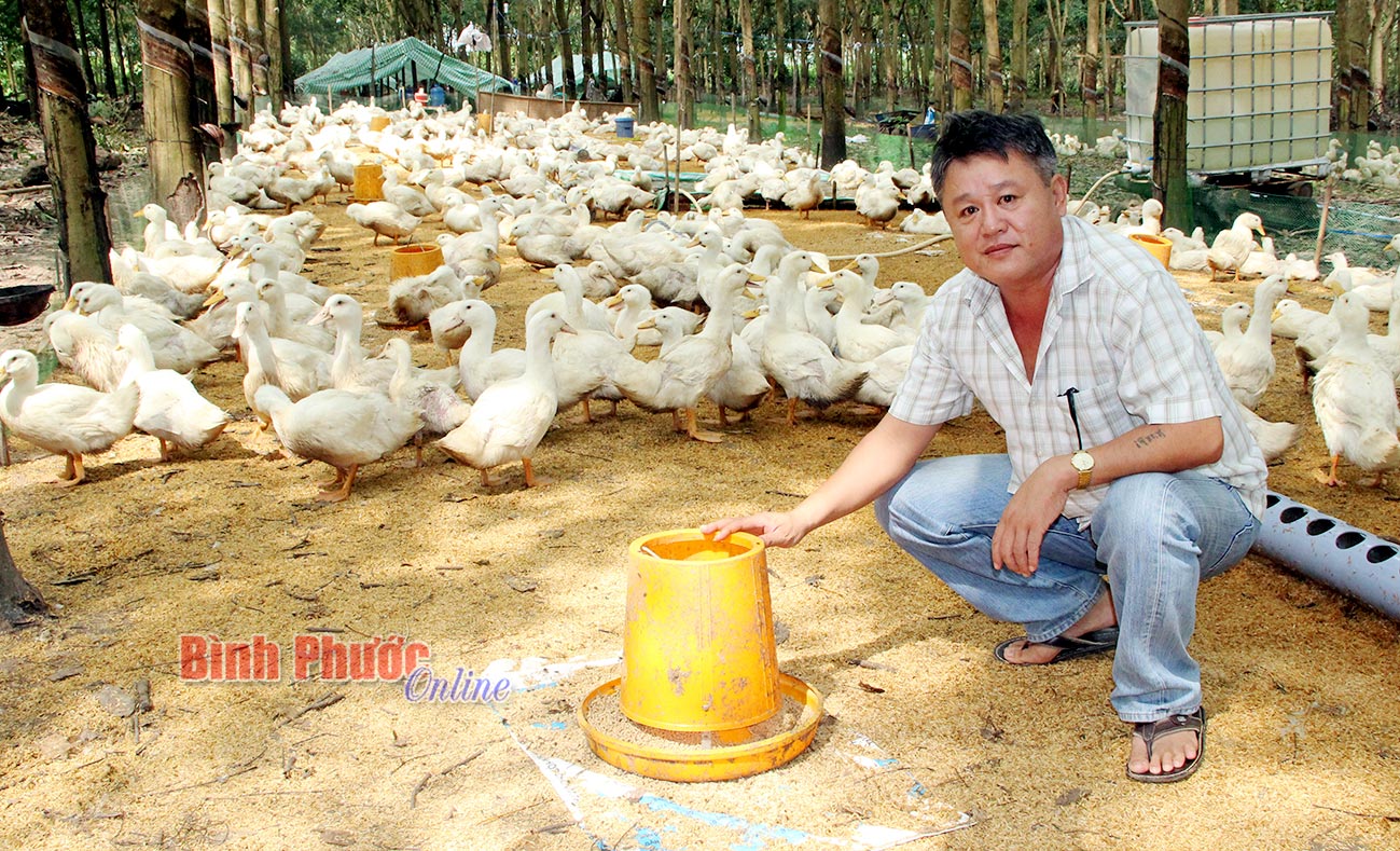 Anh Nguyễn Thanh Lâm và đàn vịt giống grimaud nuôi dưới tán cao su sau 45 ngày đã đạt trọng lượng bình quân 3,2kg/con