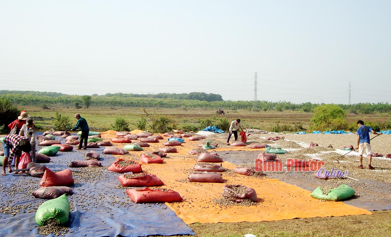 Năm 2016, nguồn thu ngân sách từ các doanh nghiệp chế biến điều ở 5 huyện đặc biệt khó khăn (Bù Đăng, Lộc Ninh, Bù Đốp, Bù Gia Mập, Phú Riềng) giảm do được Chính phủ miễn thuế thu nhập doanh nghiệp. Trong ảnh: Nông dân huyện Bù Đốp phơi điều sau thu hoạch 