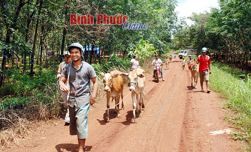 Người dân ấp Nam Đô, xã Tân Phước vui mừng dẫn bò về nhà