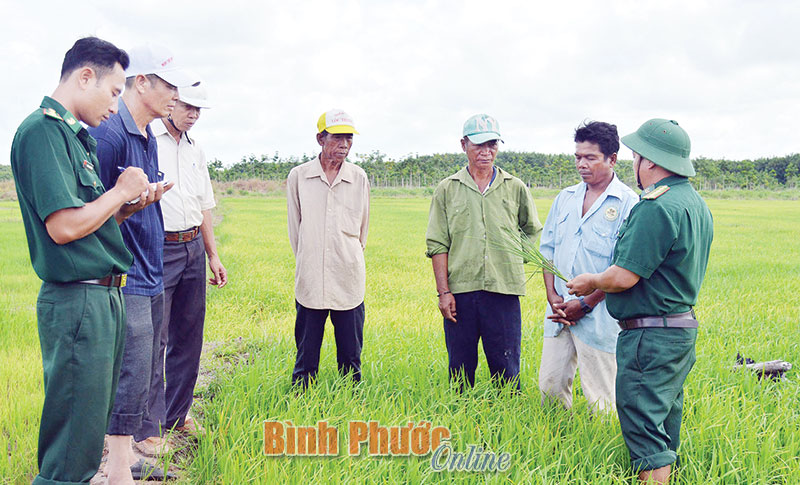 Anh Xuân Thanh Hồng, dân tộc Khơme (đầu tiên bên trái), cán bộ Đồn biên phòng Chiu Riu hướng dẫn kỹ thuật trồng và chăm sóc lúa nước cho nhân dân - Ảnh: Hồng Ánh