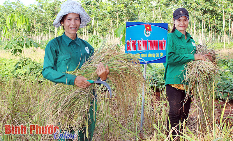 Công nhân Nông trường Lợi Hưng thu hoạch lúa trên vườn cây trồng xen