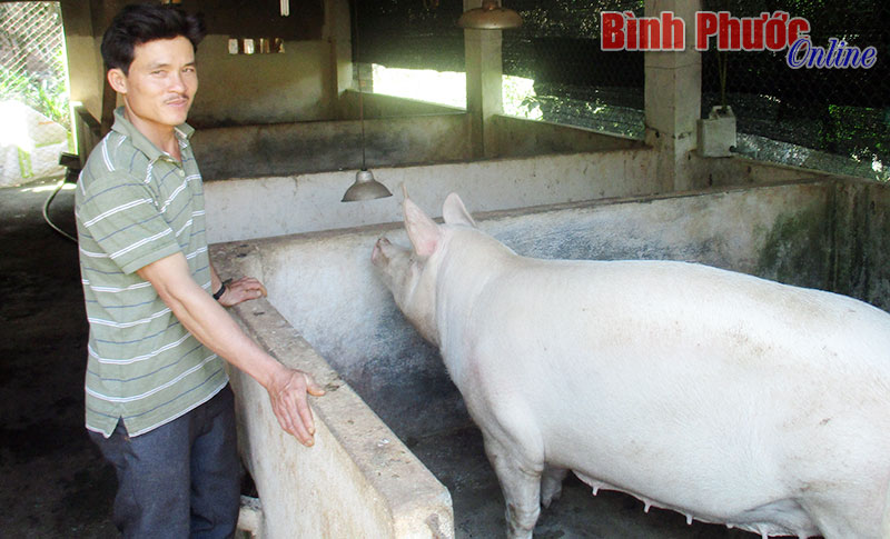 Được các chuyên viên trung tâm tư vấn, anh Nguyễn Doãn Biên đã làm giàu từ nuôi heo Landracet