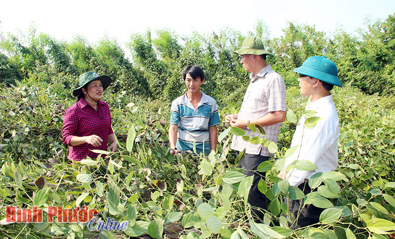 Ph&oacute; b&iacute; thư thường trực Tỉnh ủy Trần Tuệ Hiền c&ugrave;ng đo&agrave;n c&ocirc;ng t&aacute;c của Tỉnh ủy đến thăm v&agrave; động vi&ecirc;n gia đ&igrave;nh &ocirc;ng Lưu Văn Chảo bị lốc xo&aacute;y l&agrave;m đổ 1.300 nọc ti&ecirc;u tại ấp T&acirc;n Đ&ocirc;ng, x&atilde; T&acirc;n Th&agrave;nh, huyện B&ugrave; Đốp - Ảnh: Đ&ocirc;ng Kiểm