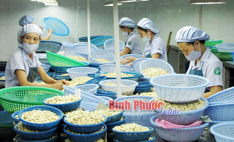 Khu vực kinh tế tư nh&acirc;n được ch&uacute; trọng ph&aacute;t triển. Trong ảnh: C&ocirc;ng nh&acirc;n ph&acirc;n loại hạt điều trong c&ocirc;ng ty chế biến n&ocirc;ng sản ở Chơn Th&agrave;nh. Ảnh: Nam Kh&aacute;nh