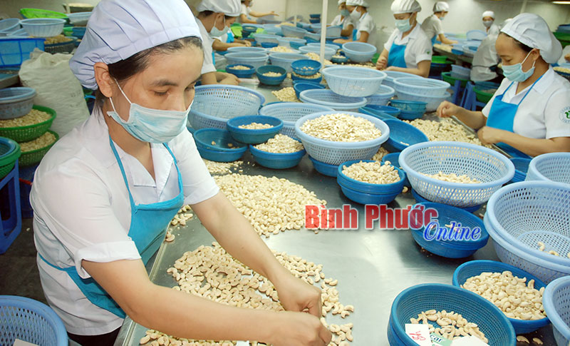 Xưởng chế biến hạt điều của Công ty chế biến điều và nông sản Vegetexco ở thị trấn Chơn Thành, huyện Chơn Thành - Ảnh: Hồng Cúc
