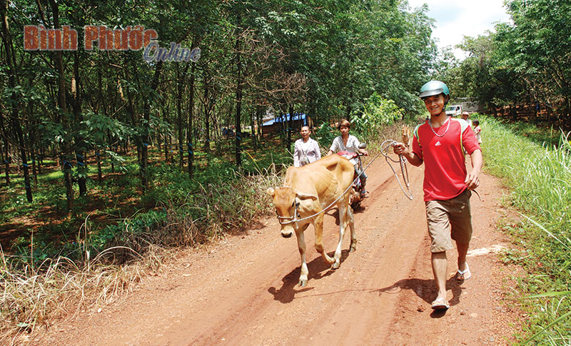 Anh Thạch Nghinh vui mừng dắt bò về nhà