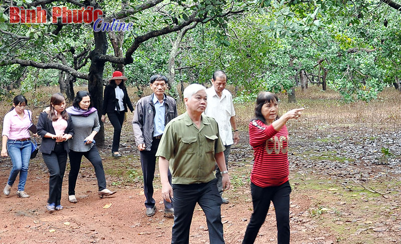 Đồng chí Bí thư Tỉnh ủy Nguyễn Văn Lợi thăm mô hình trồng điều của hộ bà Trần Thị Yến, xã viên HTX điều Bù Gia Mập