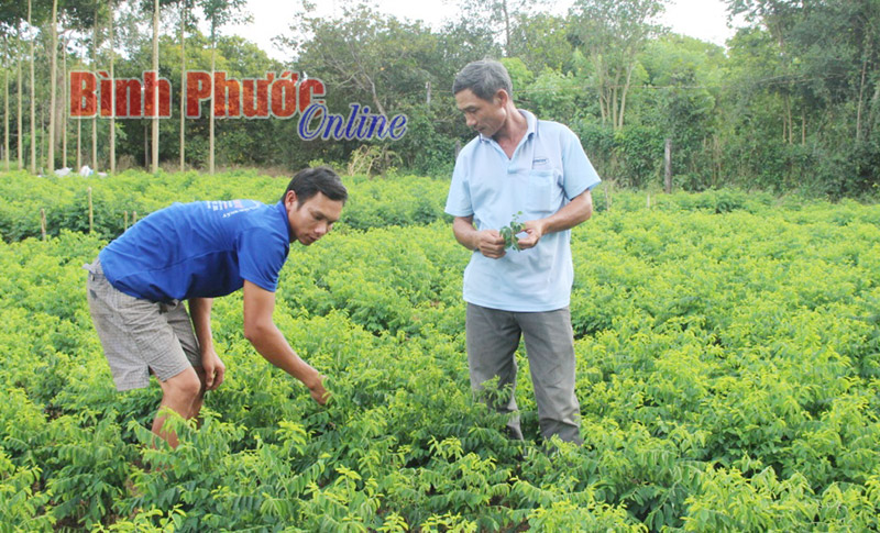 Gỡ khó cho tổ hợp tác trồng rau ở Thanh Thịnh