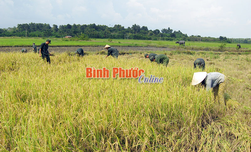 C&aacute;n bộ Đại đội 10, Ban chỉ huy Qu&acirc;n sự huyện B&ugrave; Đốp gi&uacute;p d&acirc;n thu hoạch l&uacute;a ở x&atilde; Hưng Phước, huyện B&ugrave; Đốp
