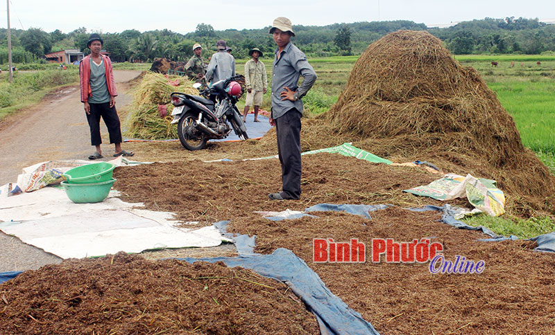 Đồng bào Khơme ở Lộc Khánh gặt vội diện tích lúa bị lốc xoáy làm đổ