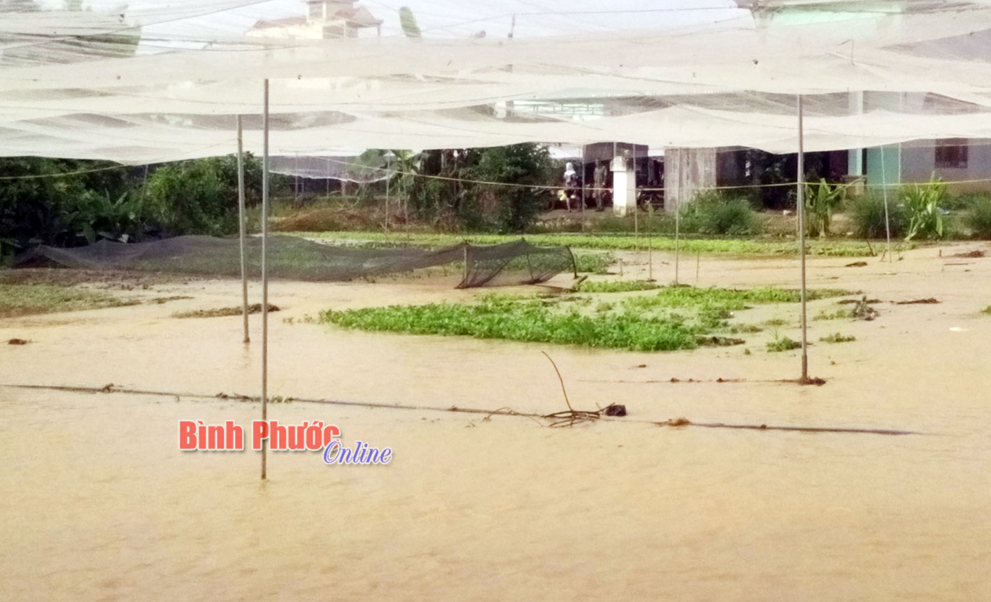 Nhà cửa, rau màu của các hộ dân ngập chìm trong nước