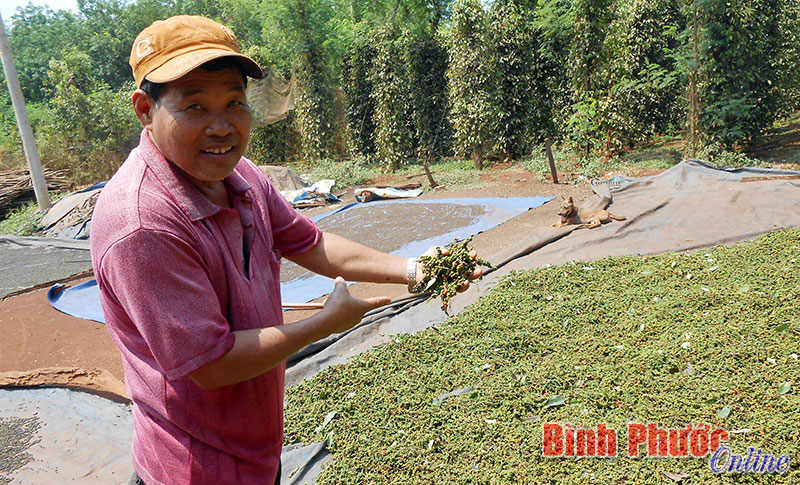 Người  trồng tiêu đang “đánh bạc” với chính mình