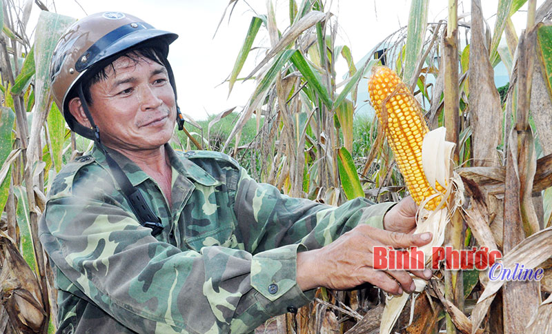 Do đạt hiệu quả trong đợt trồng thử nghiệm nên ông Nguyễn Văn Tới đã chọn trồng giống bắp biến đổi gen ở những mùa sau thay thế giống bắp lai truyền thống