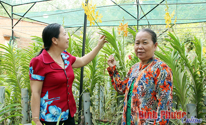 Mô hình trồng lan cho thu nhập cao của gia đình chị Phạm Thị Hà, thôn Phước Hòa, xã Bình Tân được chọn làm điểm để hội viên phụ nữ trong xã học tập - Ảnh: Ngân Hà