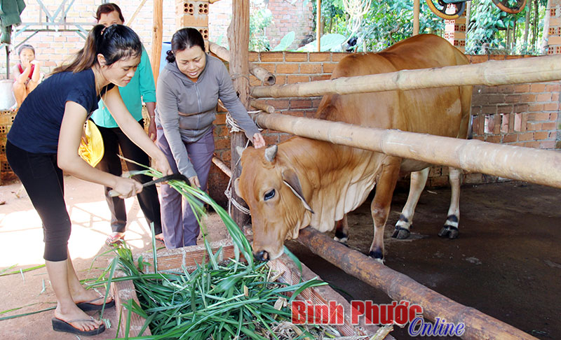 Hộ chị Nguyễn Thị Hà, ấp Đông Hồ được hỗ trợ 15 triệu đồng để nuôi bò