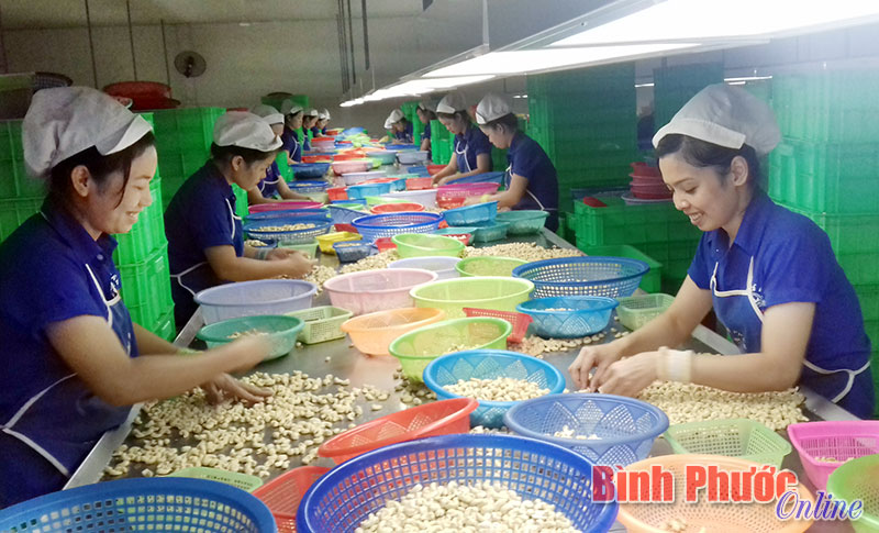 C&ocirc;ng nh&acirc;n ph&acirc;n loại nh&acirc;n điều tại c&ocirc;ng ty Ho&agrave;ng Sơn 1 x&atilde; Đức Liễu 