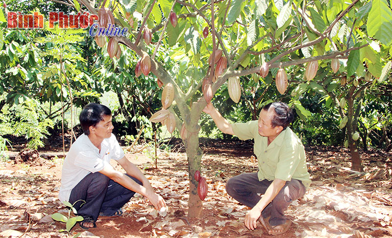 Ca cao trồng xen trong vườn điều ở xã Thọ Sơn, huyện Bù Đăng - Ảnh: Đông Kiểm