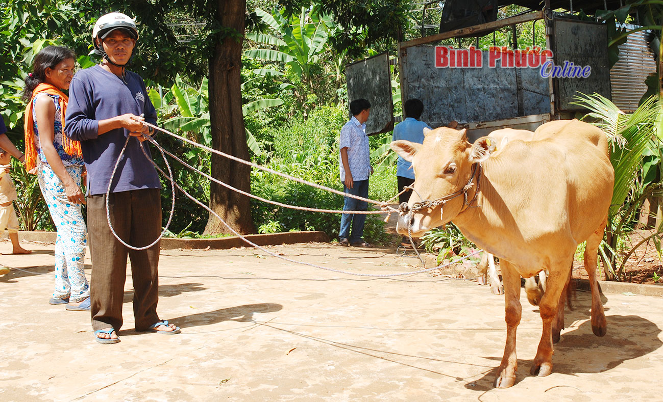 Anh Điểu Liêng ở thôn 5, xã Bom Bo vui mừng đón bò về nhà
