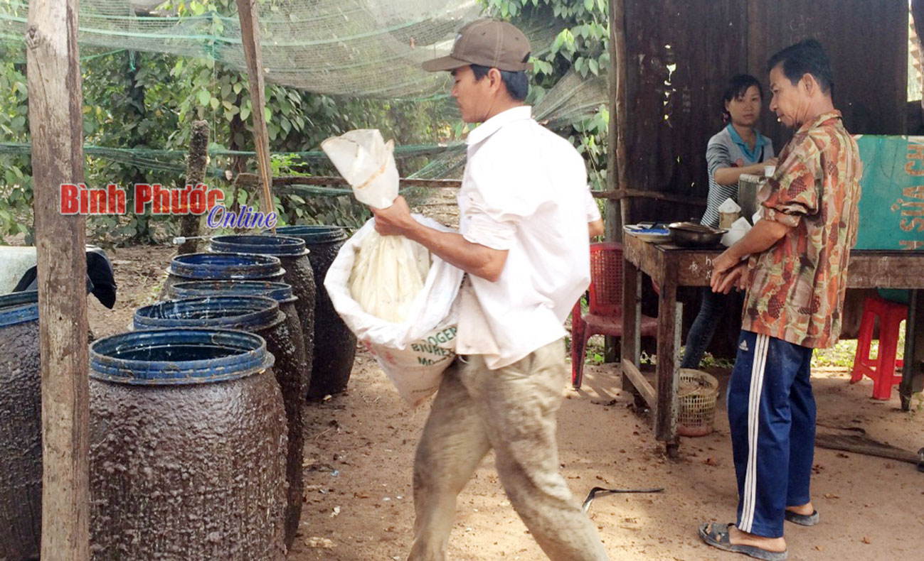 Tiểu thương thu mua mủ ngay trong ngày mùng Một tết