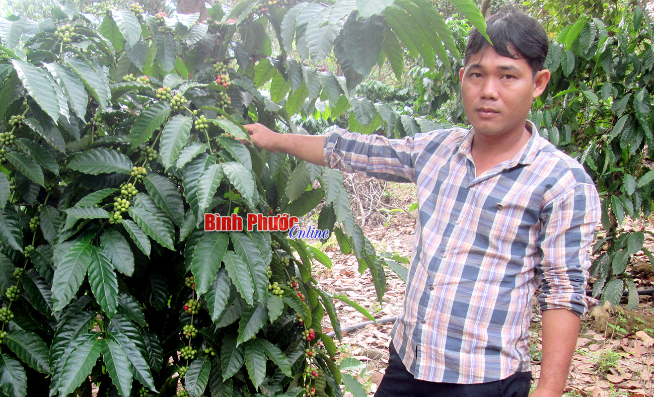 Vườn trồng xen điều, tiêu, cà phê, bưởi của anh Phan Thanh Thuận