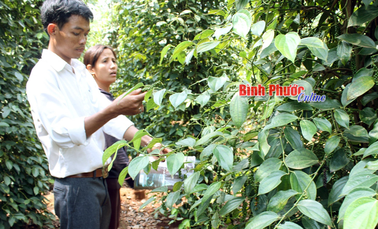 Nhà nông huyện Lộc Ninh thăm vườn để phòng trị bệnh cho hồ tiêu