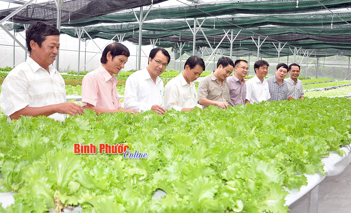 Từ một nông dân sản xuất giỏi, giờ đây anh Hoàng Phú Hội (thứ ba từ phải qua) ở xã Bình Sơn đã xây dựng được thương hiệu rau thủy canh