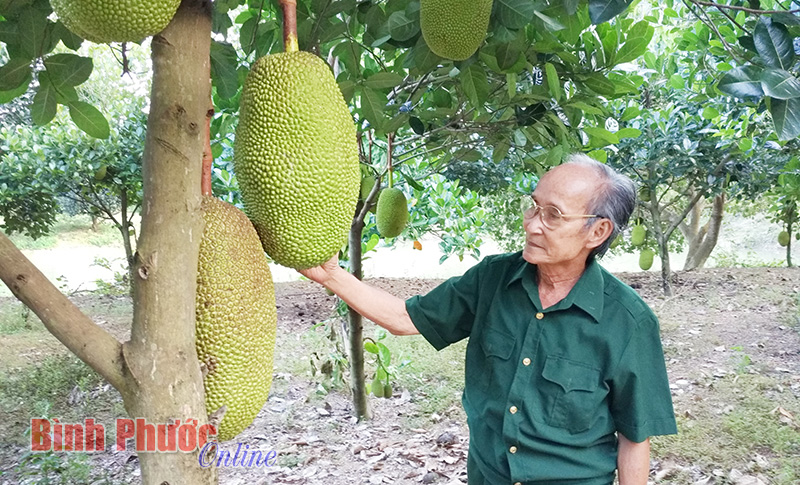 Bệnh binh Lê Ngọc Thịnh làm kinh tế giỏi