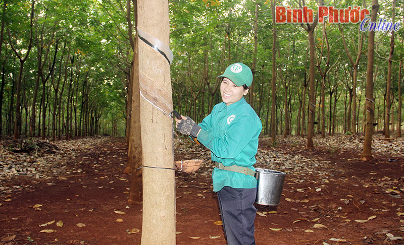 Công nhân cao su phấn khởi ra quân đầu năm