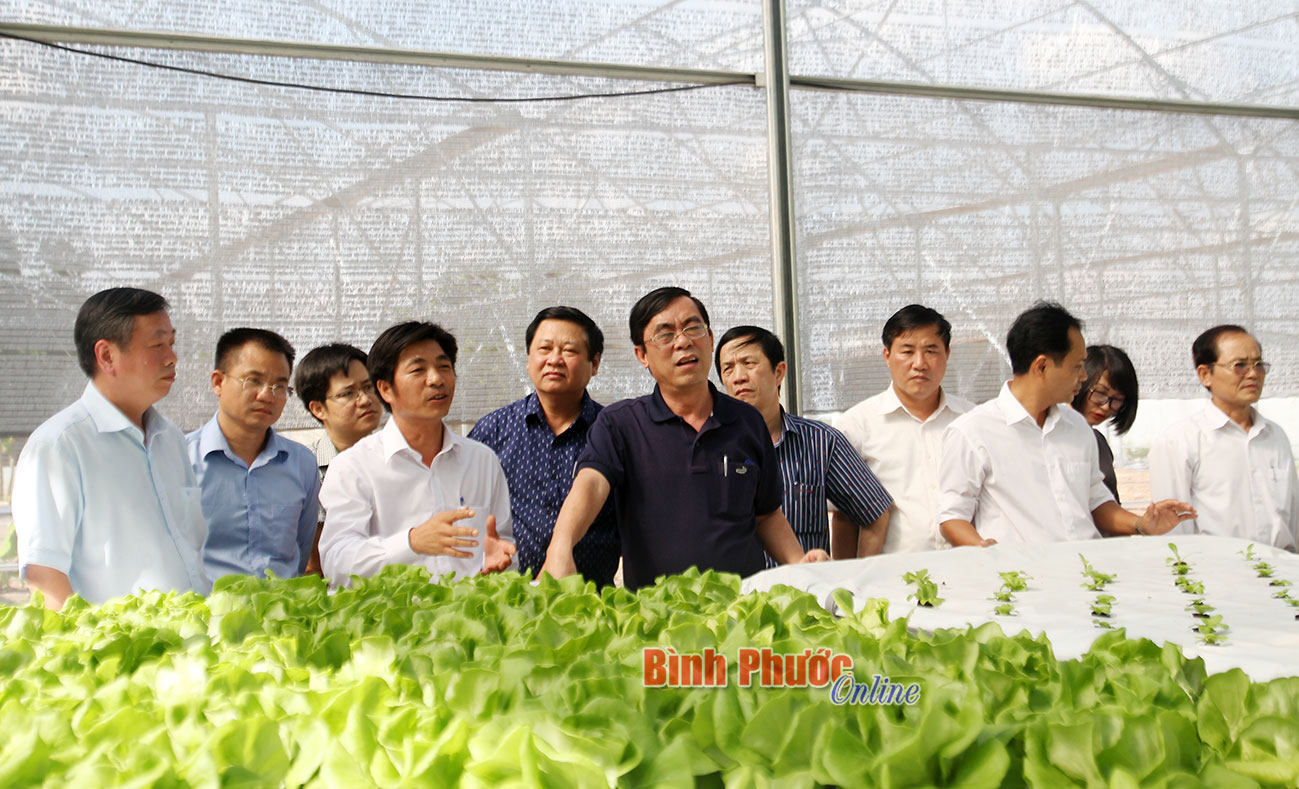 Đoàn công tác tham quan mô hình trồng rau thủy canh tại Trung tâm nông nghiệp công nghệ cao Bình Phước