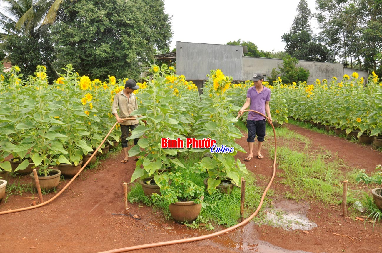 Nghề “lái xe không thắng”