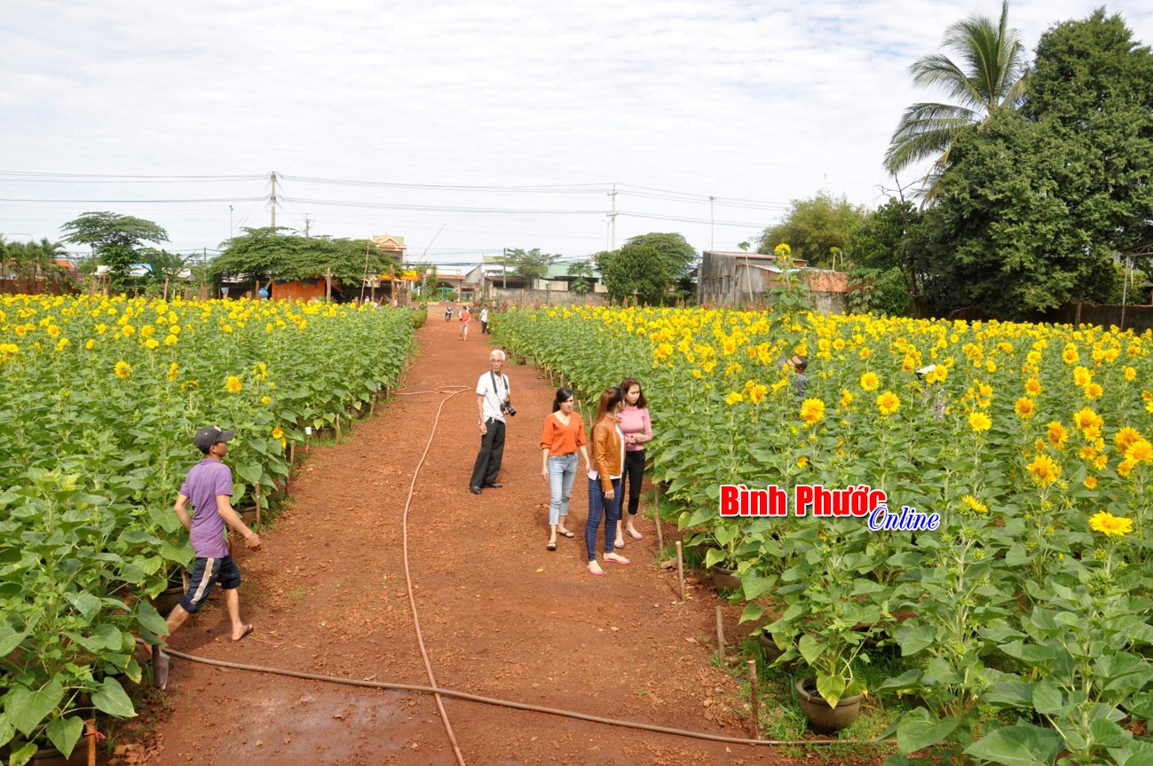 Mảnh đất do ông Tư Hùng mướn trồng bông