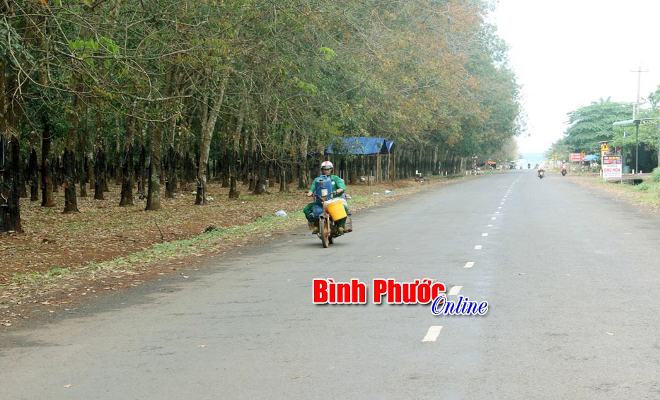 Thay vì đi chợ sắm tết như mọi người, ngày 29 tết, công nhân cao su Phú Riềng vẫn khai thác và chở mủ về tập kết tại nông trường