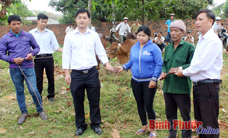 Tặng 66 con bò cho hộ nghèo, đặc biệt khó khăn, dân tộc thiểu số