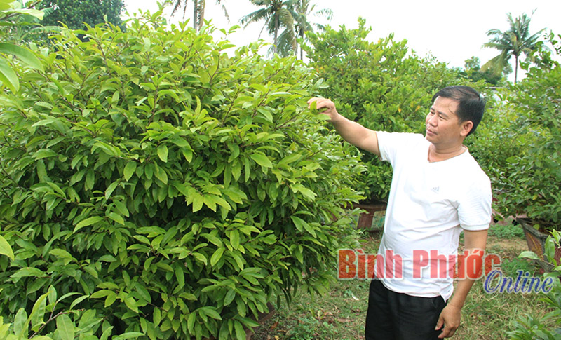 Thời tiết thất thường, người trồng mai lo lắng