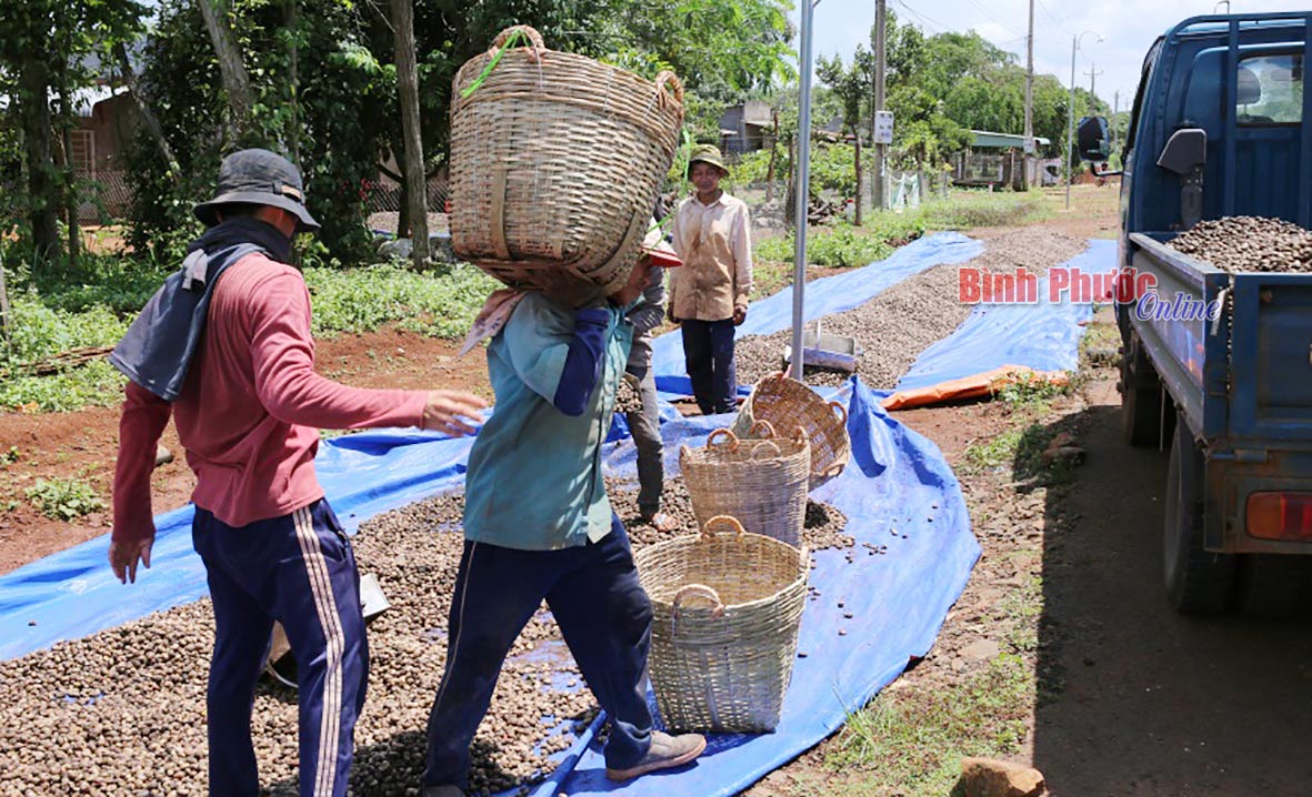 Nhóm bốc điều thuê quê ở xã Định Yên, huyện Lấp Vò, tỉnh Đồng Tháp gấp rút đưa khoảng 2 tấn điều đã phơi khô lên xe tải “chạy” mưa