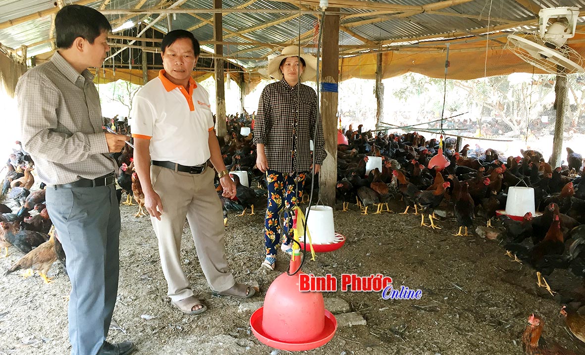 Trại gà của gia đình ông Võ Văn Phụng ở ấp Thanh An, xã Thanh Lương đến kỳ nhưng chưa thể xuất bán