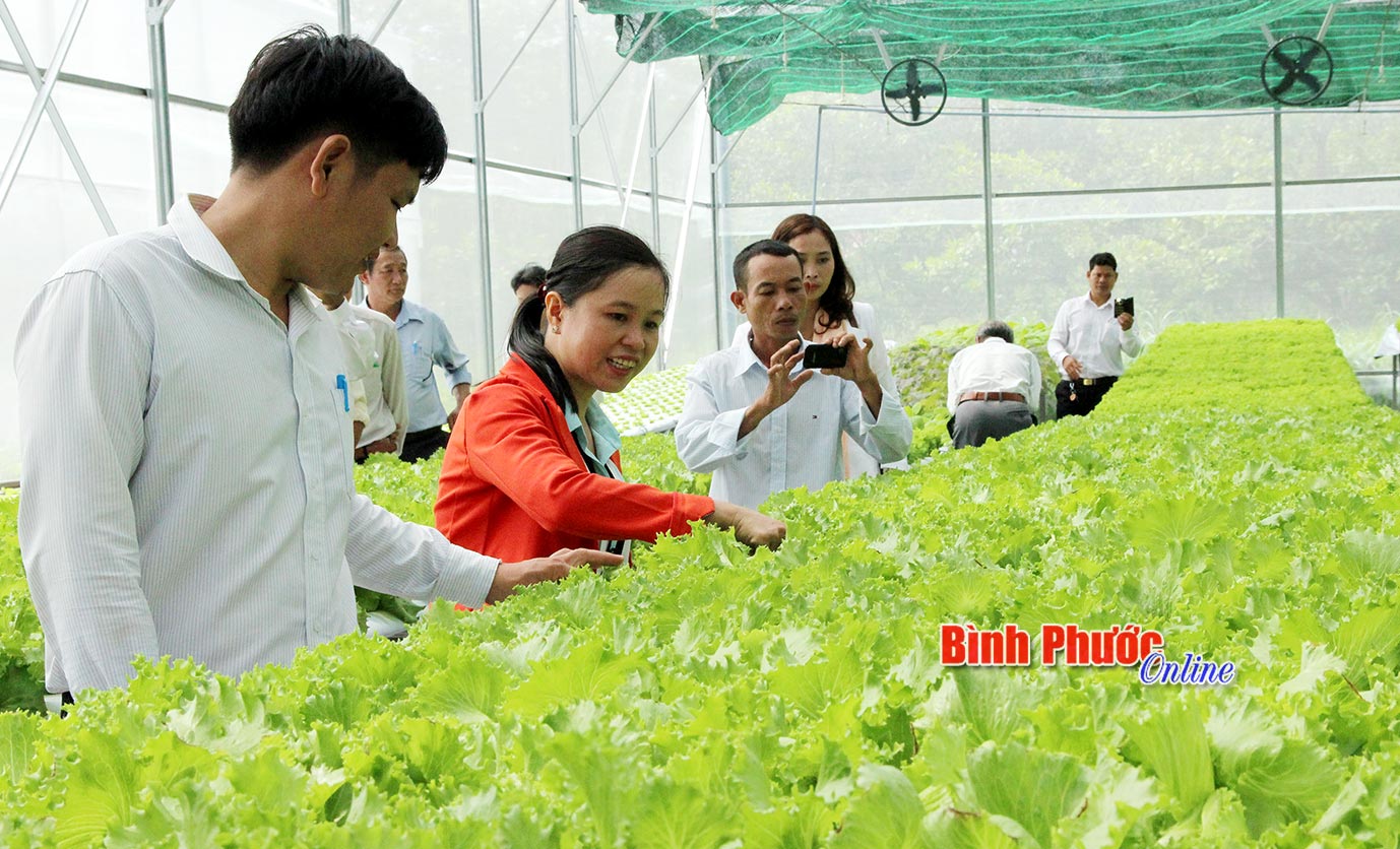Hội viên nông dân các huyện, thị xã tham quan mô hình trồng rau theo phương pháp thủy canh tại Trung tâm Nông nghiệp công nghệ cao - Ảnh: NGÂN HÀ