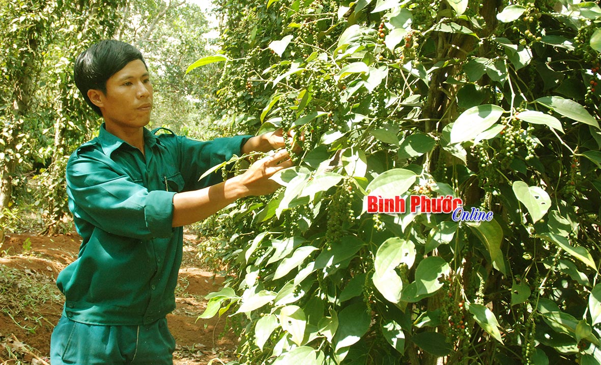 Anh Nguyễn Cao Cường chăm sóc vườn tiêu đang cho thu hoạch