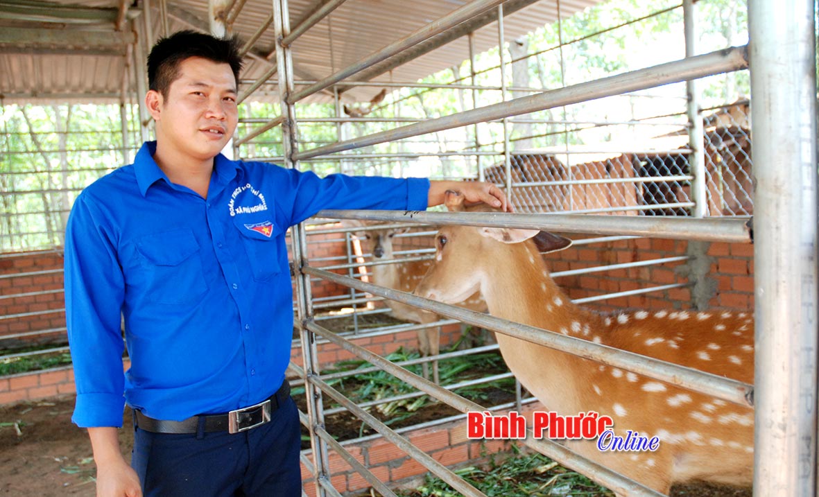 Anh Nguyễn Văn Lịch mạnh dạn đầu tư nuôi hươu sao để thực hiện ước mơ làm giàu