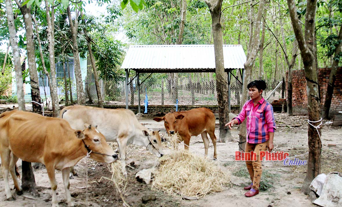 Hội Chữ thập đỏ huyện Chơn Thành: Điểm tựa của những hộ nghèo