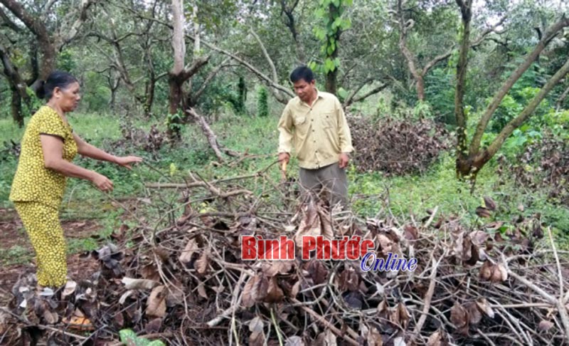 Hội CCB Bù Đăng còn 74 hộ nghèo