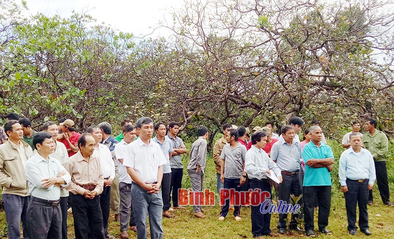 Tập trung phòng, chống sâu, bệnh hại cây điều